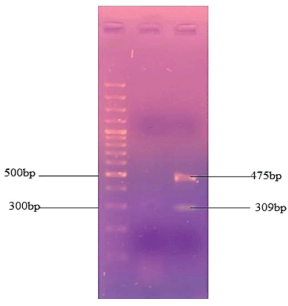 jfsr-aid1041-g005